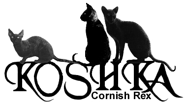 ALL NEW SITE Breeder of Cornish Rex for 14 years. Our site includes info on our lovely Koshka Family, Breed Characteristics, Rex Coat, Breed History, Breeding, Show Cats & Judging, Raising a Weak Kitten, Links to Other Breeders/Sites, Interesting Cat Related Information and Funny Cat Photos Section