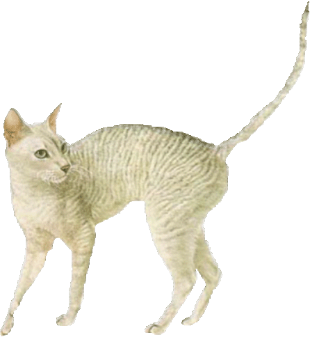 The Cornish Rex is an elegant, well muscled, alert, medium-sized cat of 